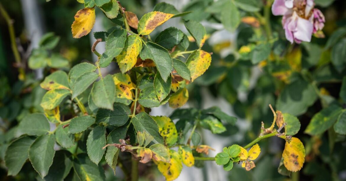 Spice found in most kitchens said to work a dream for killing fungus