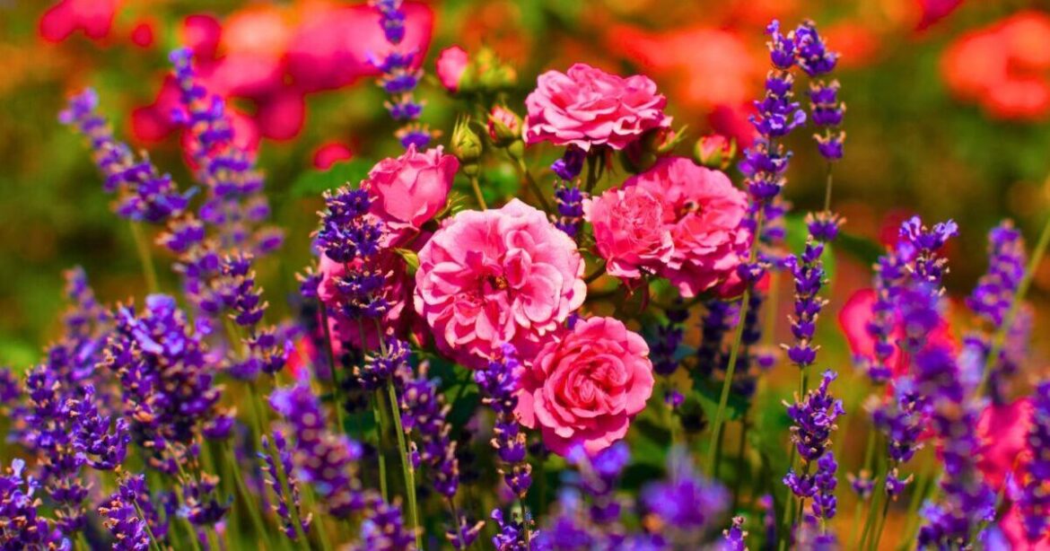 Roses will even better flowers if planted near 1 common herb in June