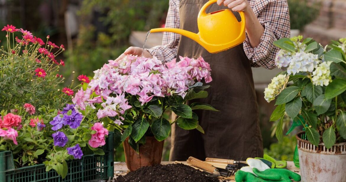 Gardeners are making one 'big mistake' when it comes to hydrangeas