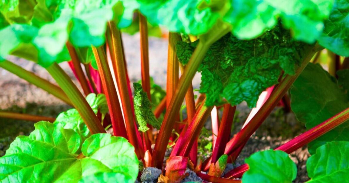 Rhubarb will grow strong and fruitful if gardeners do 1 simple task in June Rhubarb will grow strong and fruitful if gardeners do 1 simple task in June