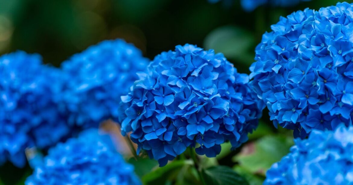 How to turn hydrangeas blue and grow more flowers with 1 kitchen scrap How to turn hydrangeas blue and grow more flowers with 1 kitchen scrap