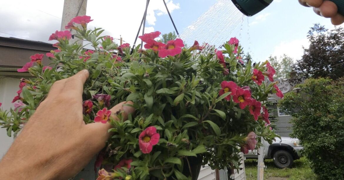 Hanging baskets will thrive all summer long when watered at 1 time of day