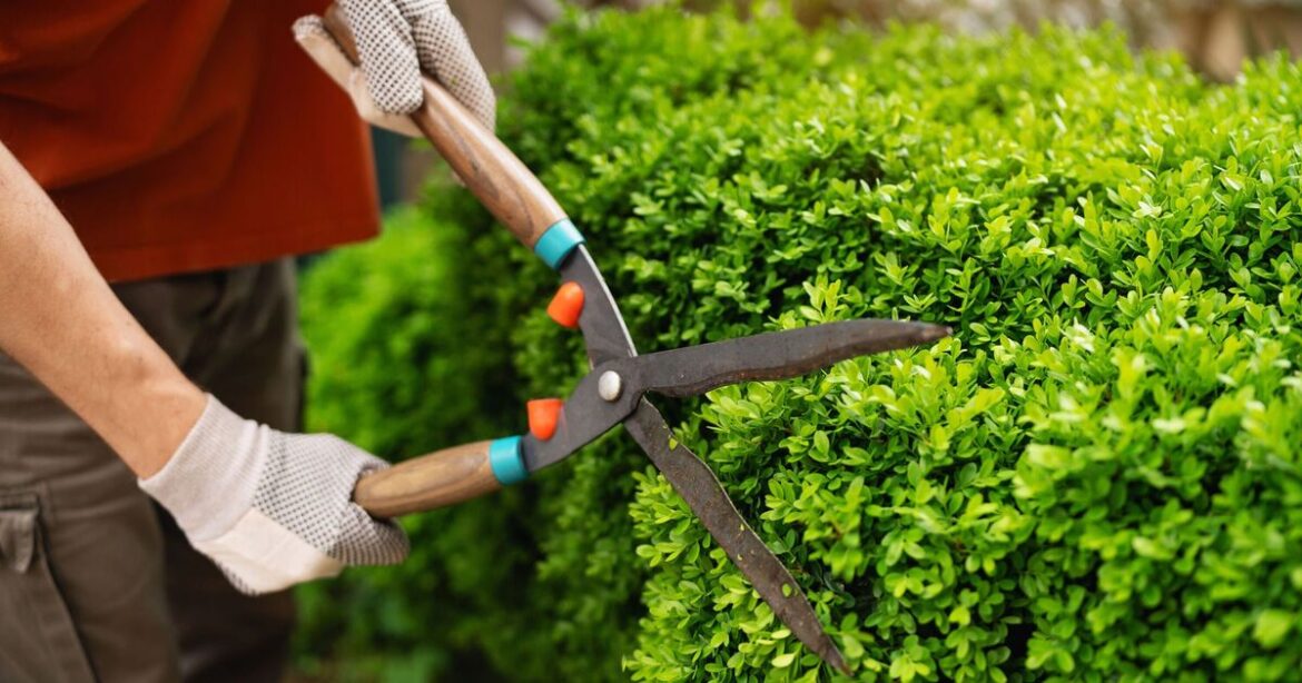 Gardeners warned of ‘shocking’ £20k fine for simple mistake Gardeners warned of 'shocking' £20k fine for simple mistake