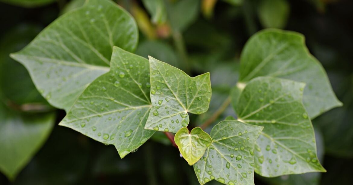 Ivy will disappear in 5 days with 3 natural items that are ‘proven to be the best’