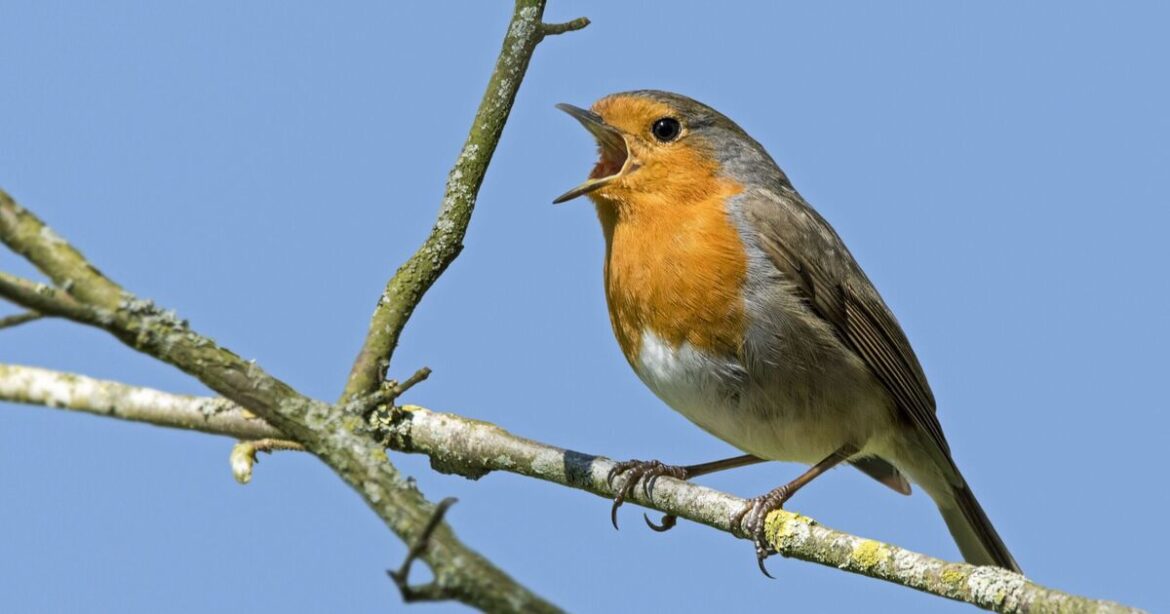 Robins and sparrows will thrive in your garden if 4 foods are left on bird feeders Robins and sparrows will thrive in your garden if 4 foods are left on bird feeders