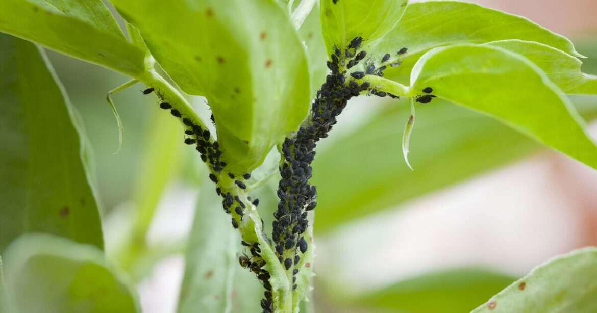 Ants will leave your garden alone if you sprinkle 1 item from your kitchen Ants will leave your garden alone if you sprinkle 1 item from your kitchen
