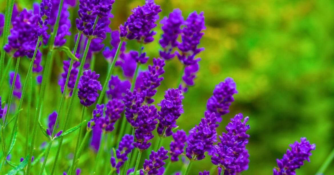 Lavender grows bigger and healthier if gardeners avoid 1 common task