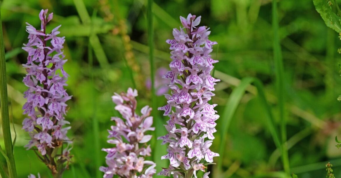 Orchids will ‘pop up in your garden’ if 1 important habit is followed Orchids will 'pop up in your garden' if 1 important habit is followed