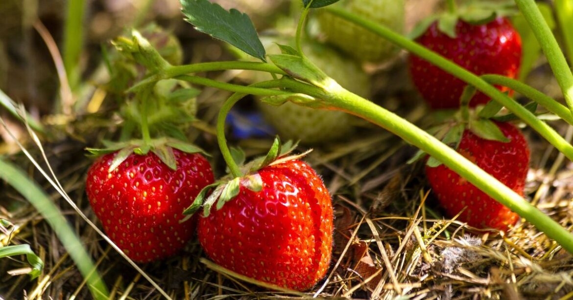 Gardeners growing strawberries should do 5 things for 'juicy' fruit