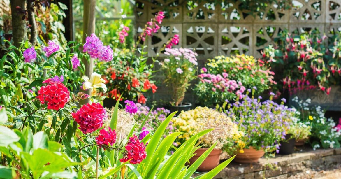 Gardeners urged to place cucumber slices around plants Gardeners urged to place cucumber slices around plants