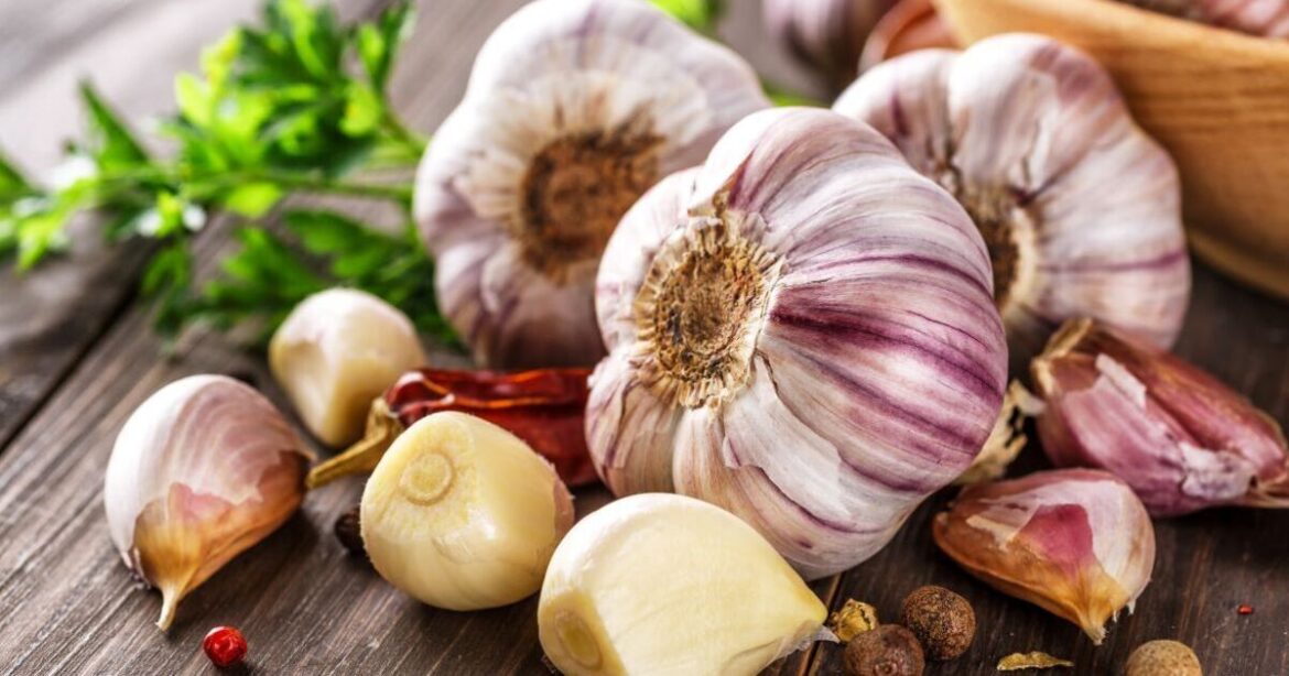 Gardeners urged to leave garlic in their gardens Gardeners urged to leave garlic in their gardens