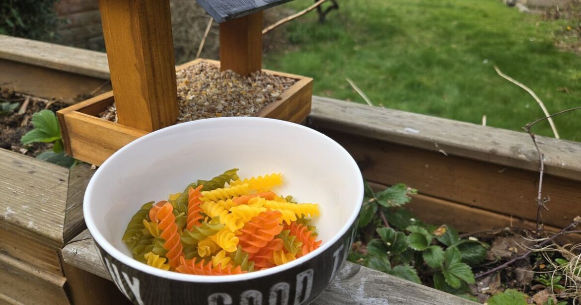 Gardeners urged to put pasta on bird tables