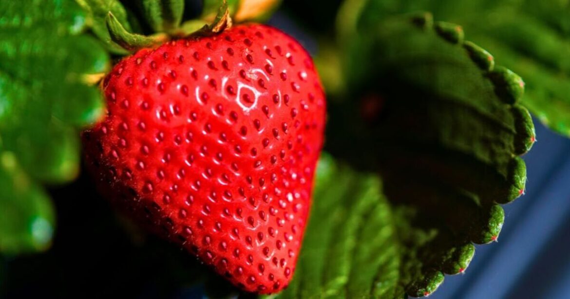 Strawberries will grow bigger berries if gardeners do 1 simple job in June