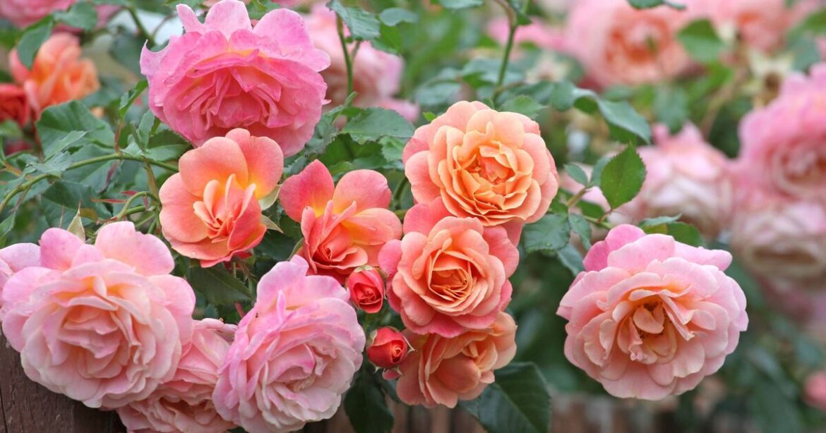 Roses ‘bloom beautifully year after year’ with 2 tasks Roses ‘bloom beautifully year after year’ with 2 tasks