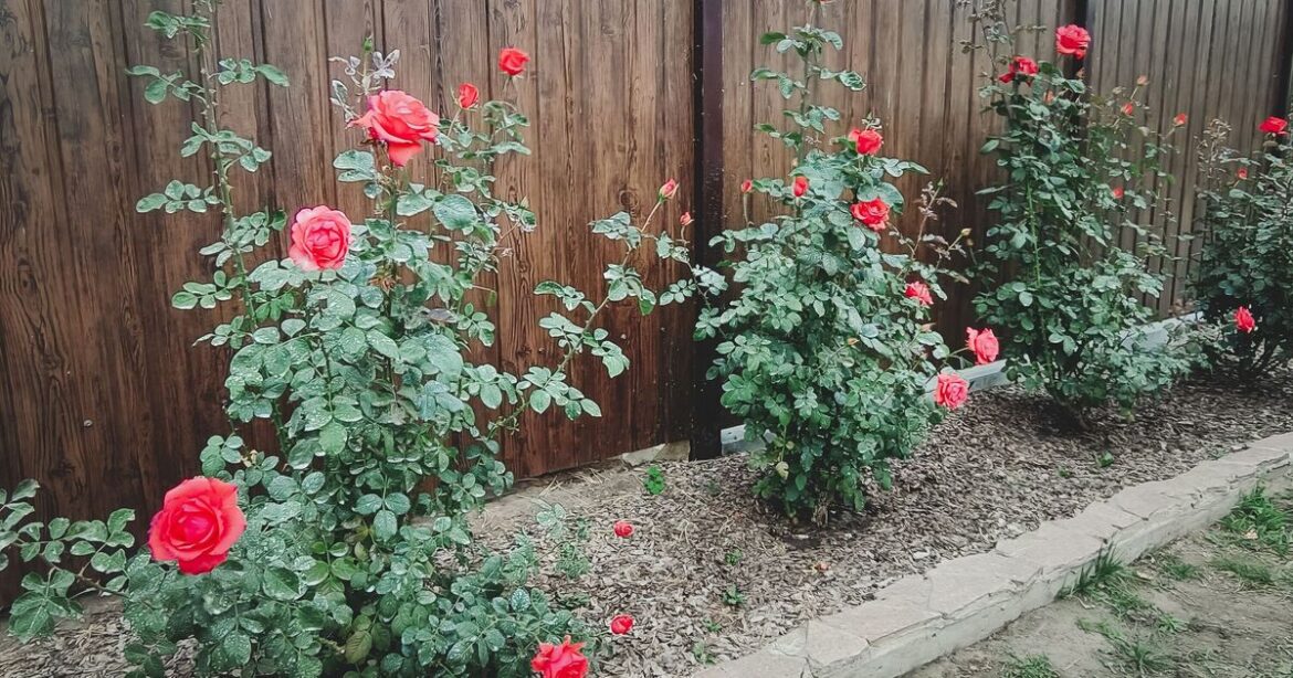 Roses will reward you with vibrant blooms if you avoid 1 mistake in June