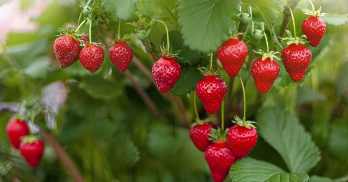 Gardeners warned 1 simple mistake can make strawberry bushes go mouldy Gardeners warned 1 simple mistake can make strawberry bushes go mouldy