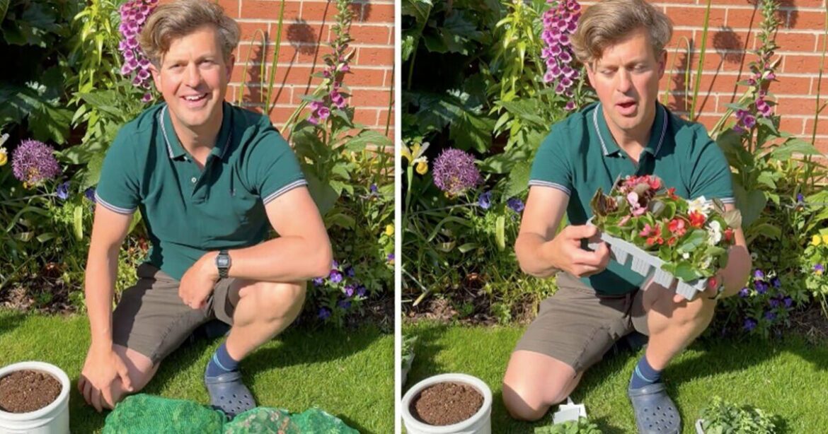 Gardeners urged to plant 5 summer annuals now for ‘immediate floral colour’ Gardeners urged to plant 5 summer annuals now for 'immediate floral colour'