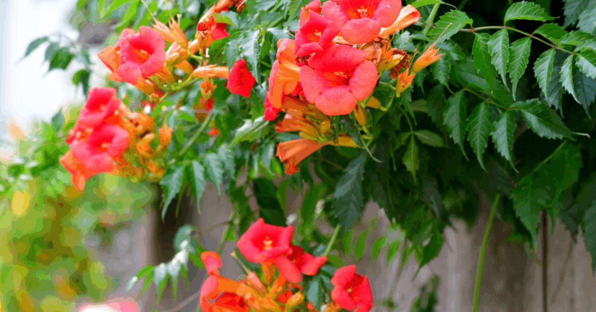 Cover your garden fence with the ‘fastest growing’ climbing plant