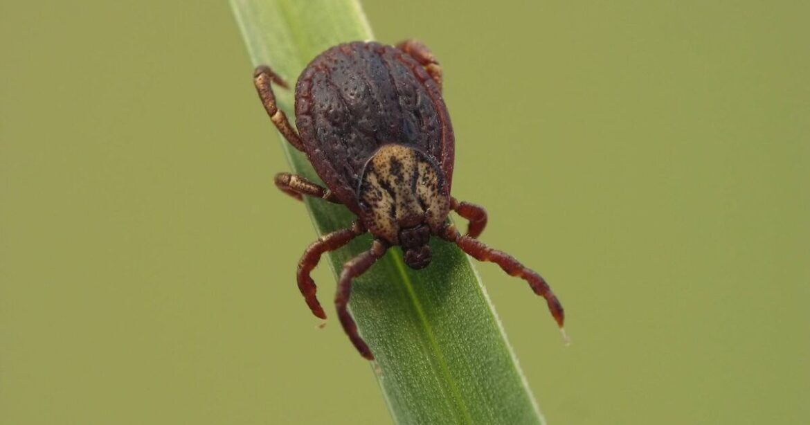 Six plants that will keep ‘deadly’ bugs out of your garden Six plants that will keep 'deadly' bugs out of your garden