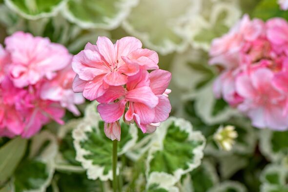 Geranium