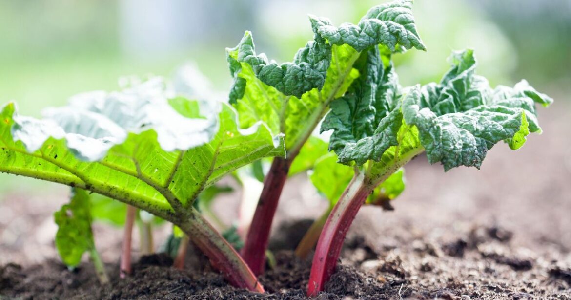 Gardeners urged to never plant rhubarb next to 1 common fruit