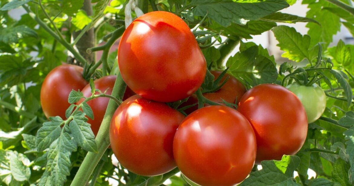 Tomatoes will be tastier and pest-free if planted near 1 common plant Tomatoes will be tastier and pest-free if planted near 1 common plant