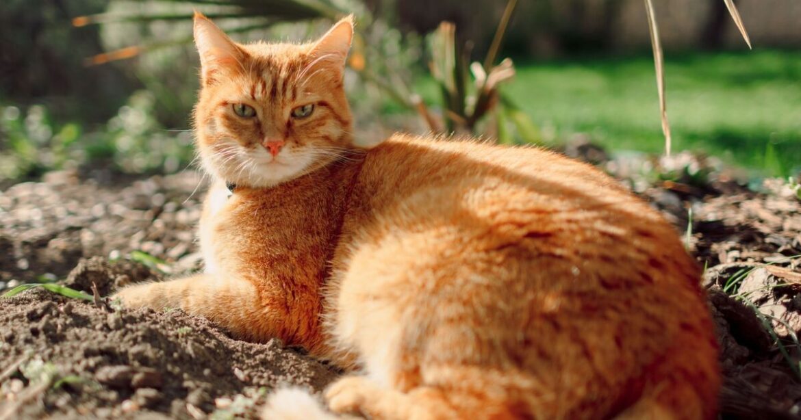 Stop cats pooing in your garden for good with 1 natural method