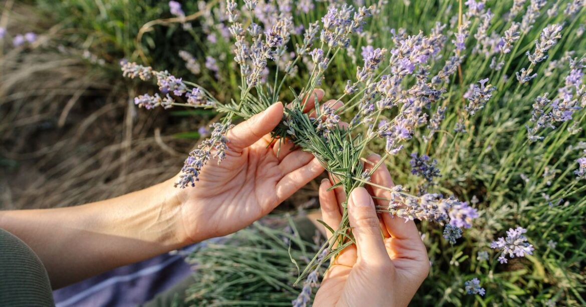 Gardens will smell incredible all summer if 7 fragrant flowers are planted now