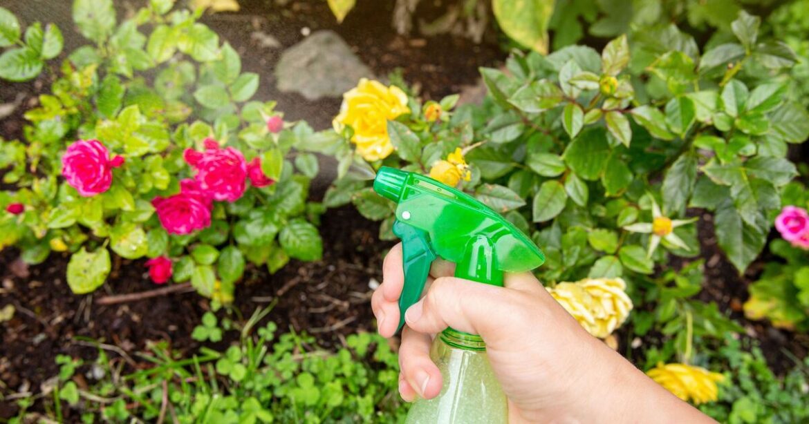Gardeners urged to squirt soap over plants