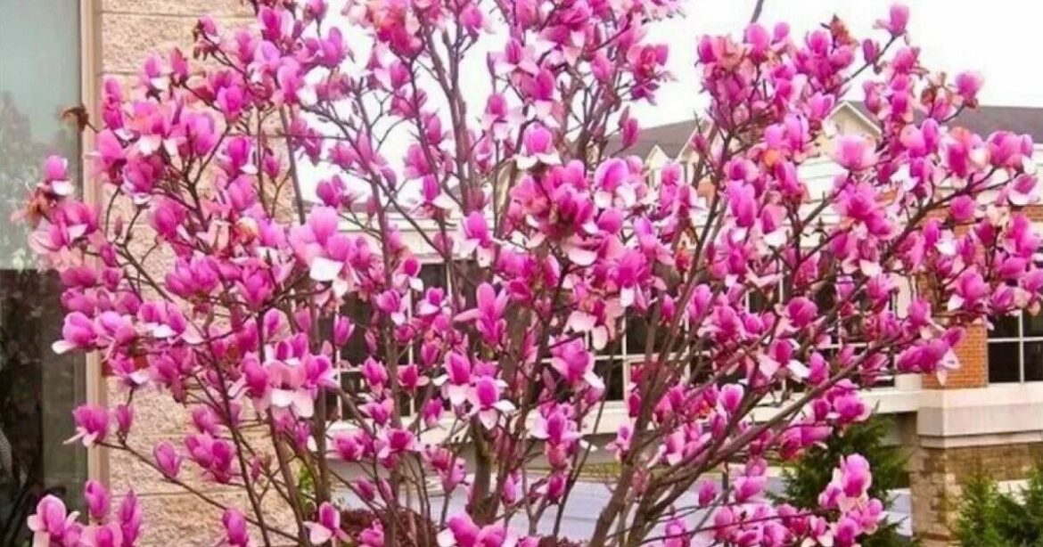 Huge magnolia trees now 50% off in time for summer blooming Huge magnolia trees now 50% off in time for summer blooming