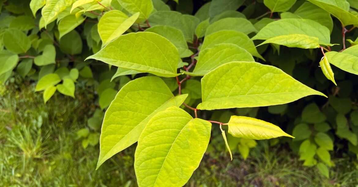 Gardeners issued urgent warning to look out for ‘beast’ plant invading gardens this month Gardeners issued urgent warning to look out for ‘beast’ plant invading gardens this month