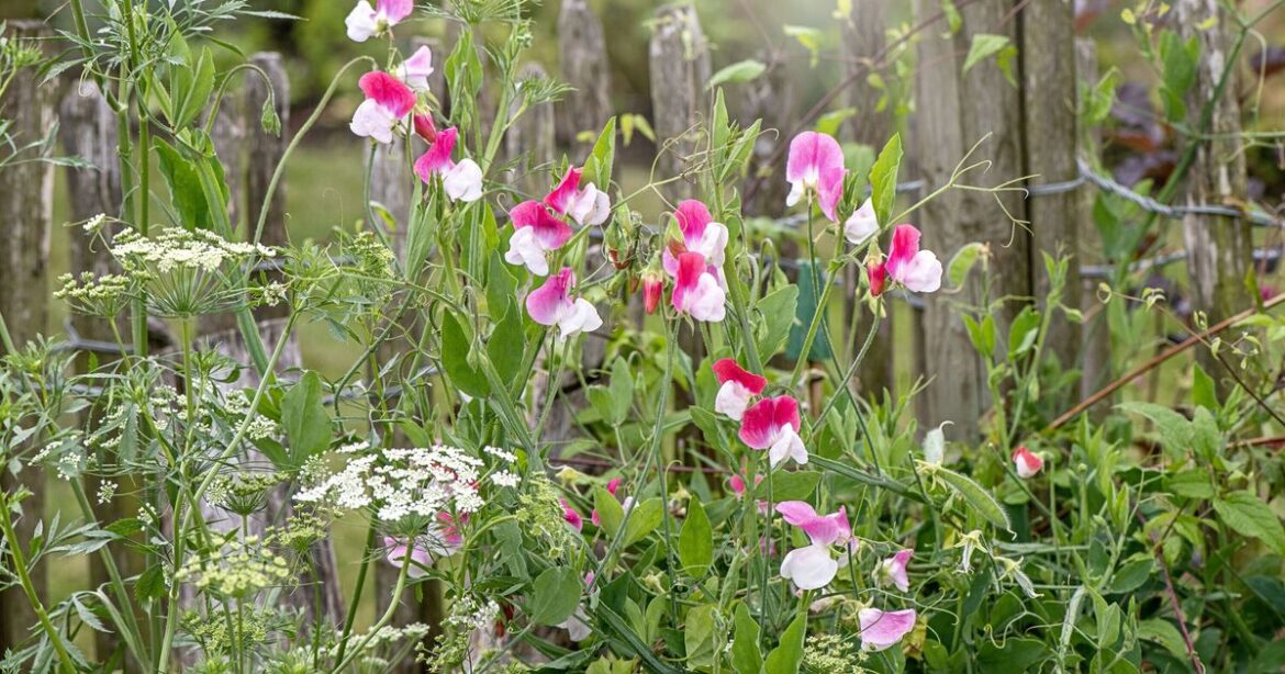 Sweet pea will thrive in the garden if planted next to 1 vegetable
