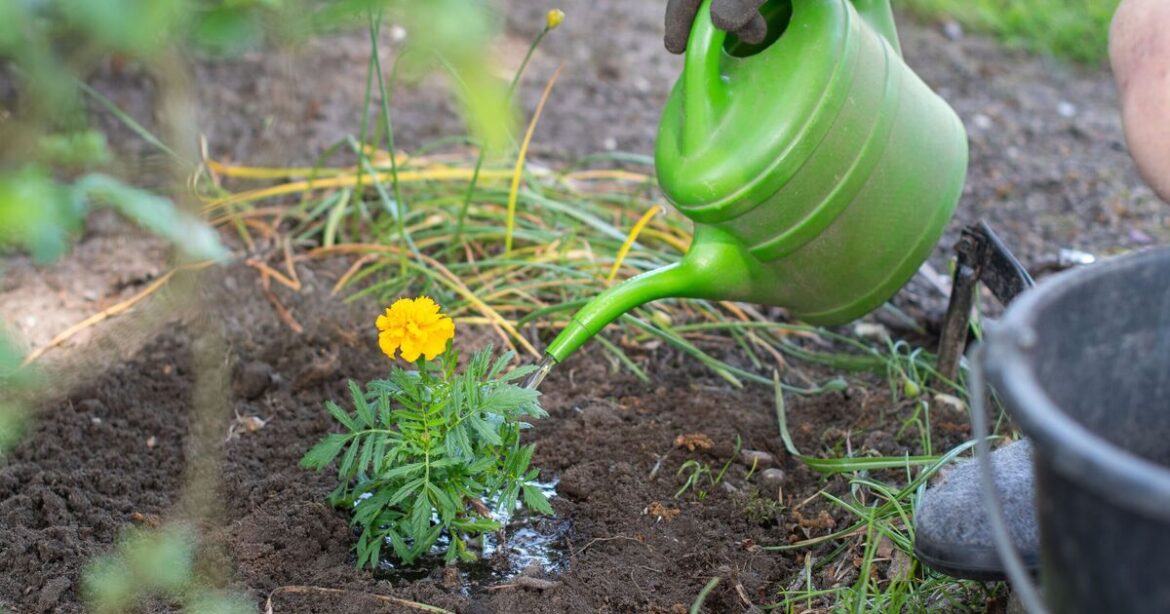 Slugs will avoid your garden if you water plants at 1 time of day