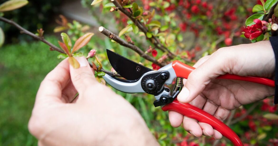 Gardener reveals the ‘right’ way to prune plants with 3 simple steps Gardener reveals the 'right' way to prune plants with 3 simple steps