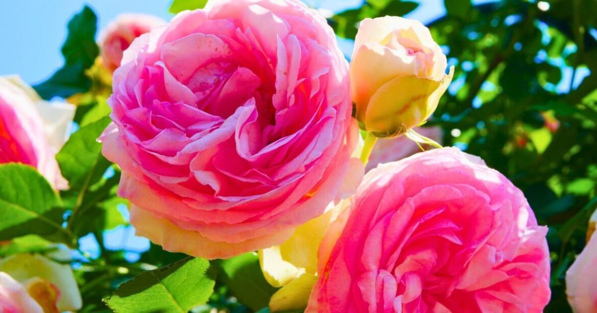 Roses will bloom brilliantly all summer if you add 1 simple item to the soil Roses will bloom brilliantly all summer if you add 1 simple item to the soil