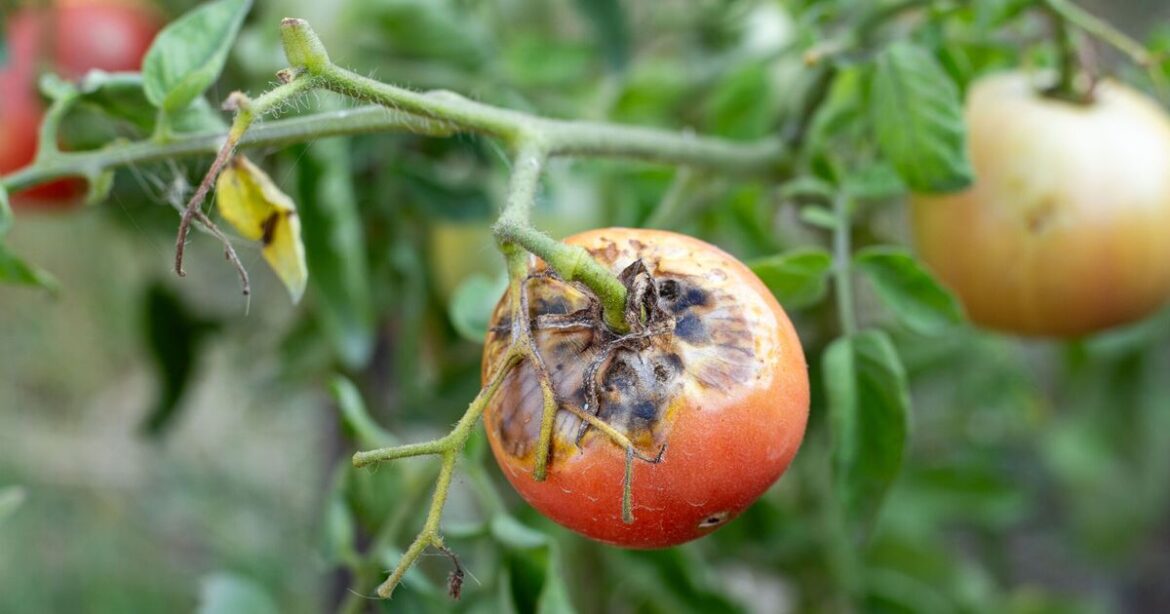 Alan Titchmarsh urges gardeners to plant 1 flower to deter pests from tomatoes Alan Titchmarsh urges gardeners to plant 1 flower to deter pests from tomatoes