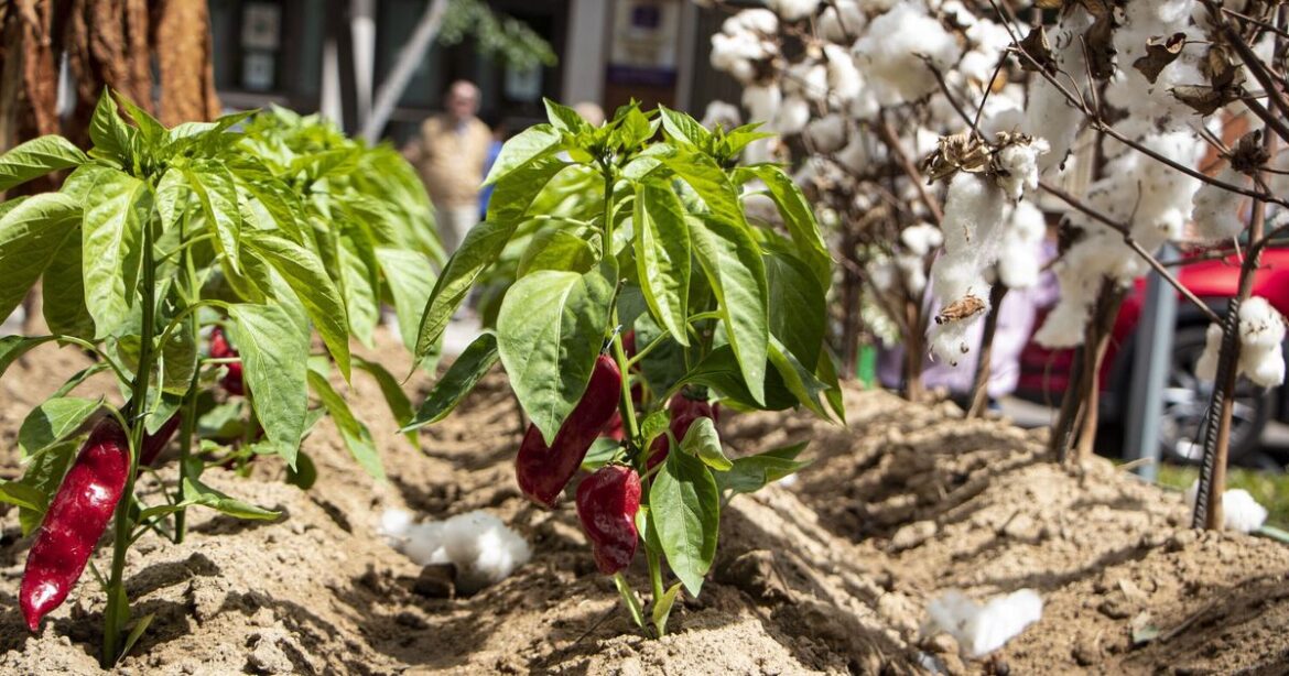 I'm a gardening expert and these are the top gardening mistakes you need to avoid