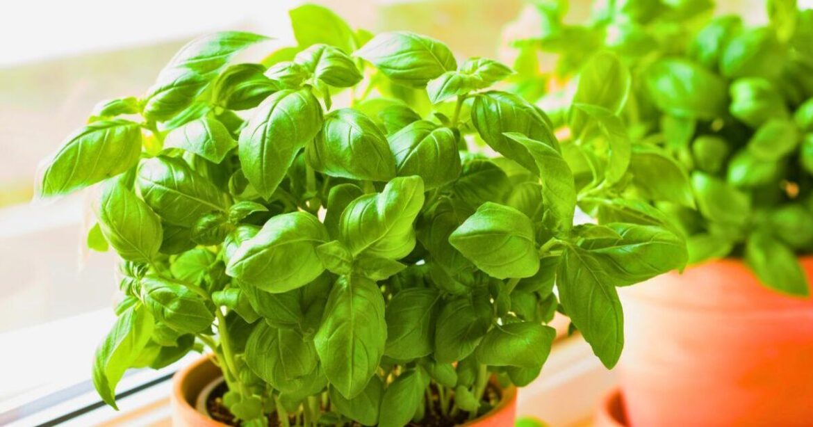Basil will grow bigger leaves if a 5-second task is done once a week Basil will grow bigger leaves if a 5-second task is done once a week