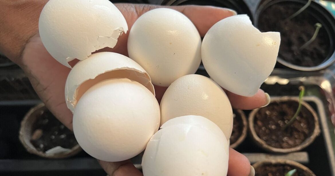 Gardeners urged to sprinkle eggshells on lawns this summer