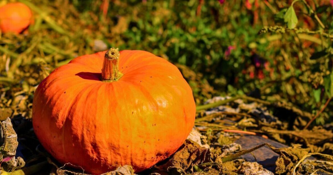 Pumpkins will be orange in time for autumn if gardeners do 1 simple task in June Pumpkins will be orange in time for autumn if gardeners do 1 simple task in June