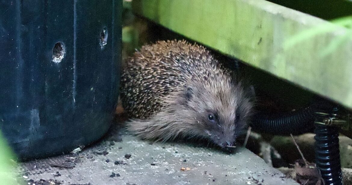 Gardeners can help hedgehogs survive by placing essential item outside Gardeners can help hedgehogs survive by placing essential item outside
