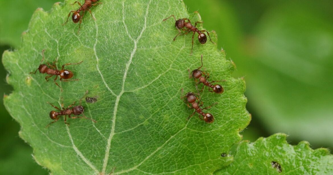 Ants will 'naturally' leave your garden alone if you add this one plant