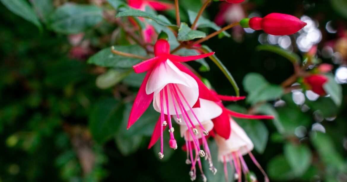 Get 'vibrant and full' hanging baskets of fuchsia for just £1.50