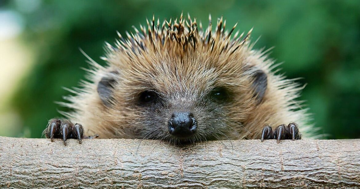 Attract hedgehogs to your garden with simple task Attract hedgehogs to your garden with simple task