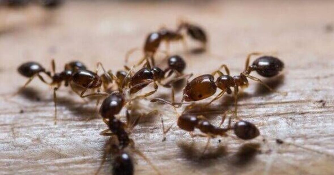 ‘I’m a gardening expert and you can get rid of ants with 3 natural solutions’ 'I'm a gardening expert and you can get rid of ants with 3 natural solutions'