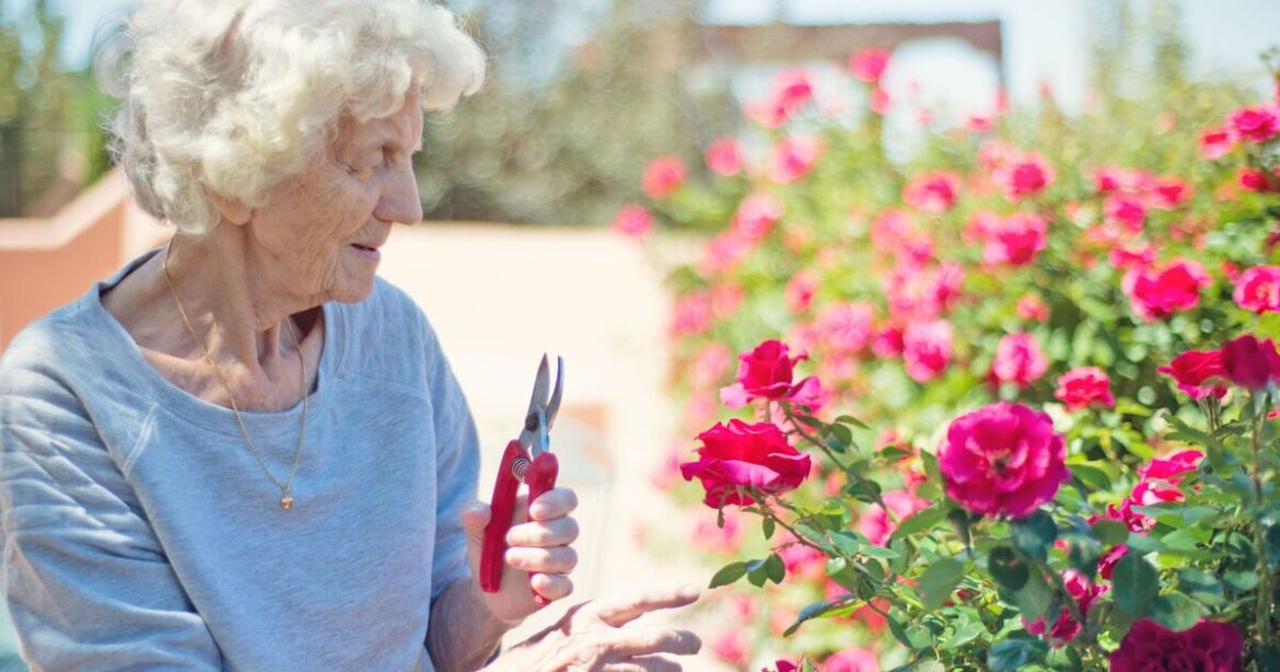 June job for roses ‘encourages more blooms’ June job for roses 'encourages more blooms'