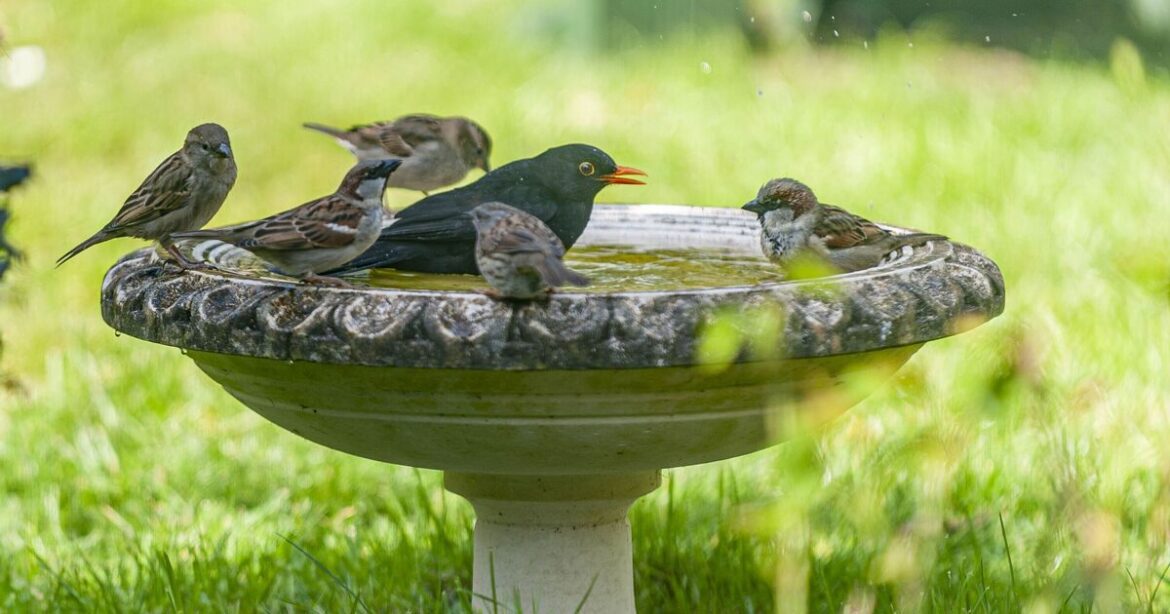 Gardeners urged to put penny in their birdbaths this summer
