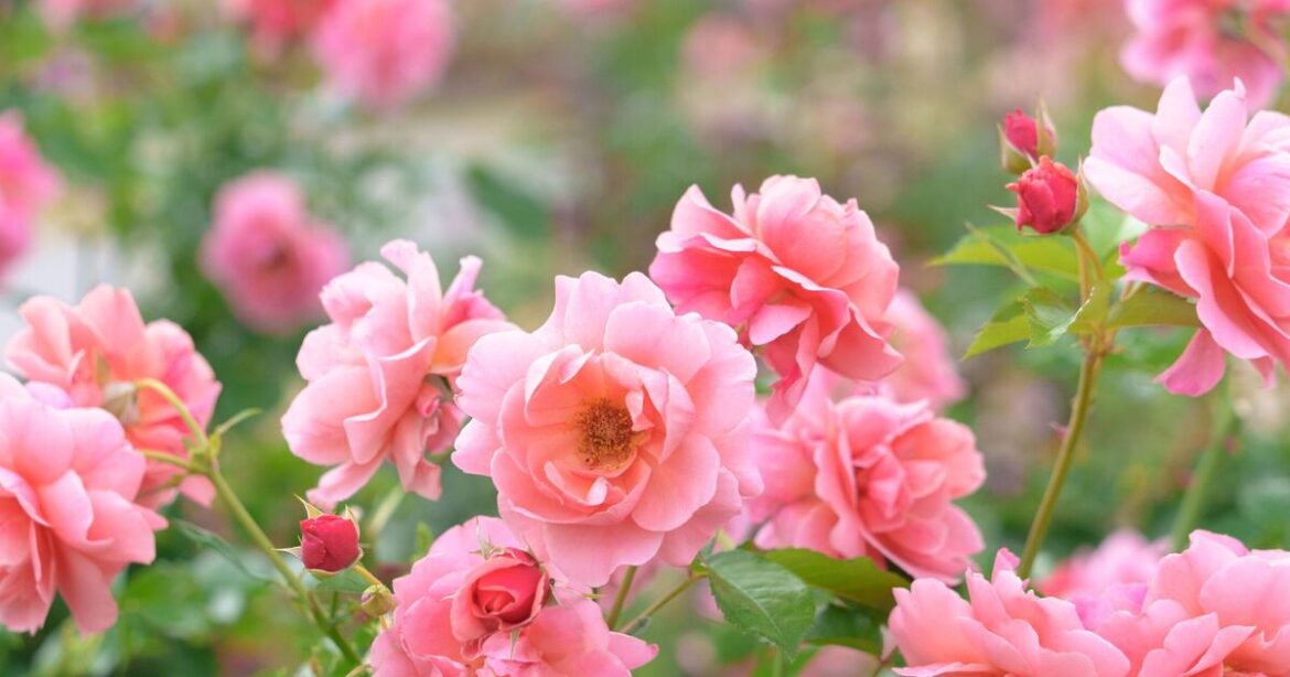 Roses grow stronger when 1 gardening job is completed in June Roses grow stronger when 1 gardening job is completed in June