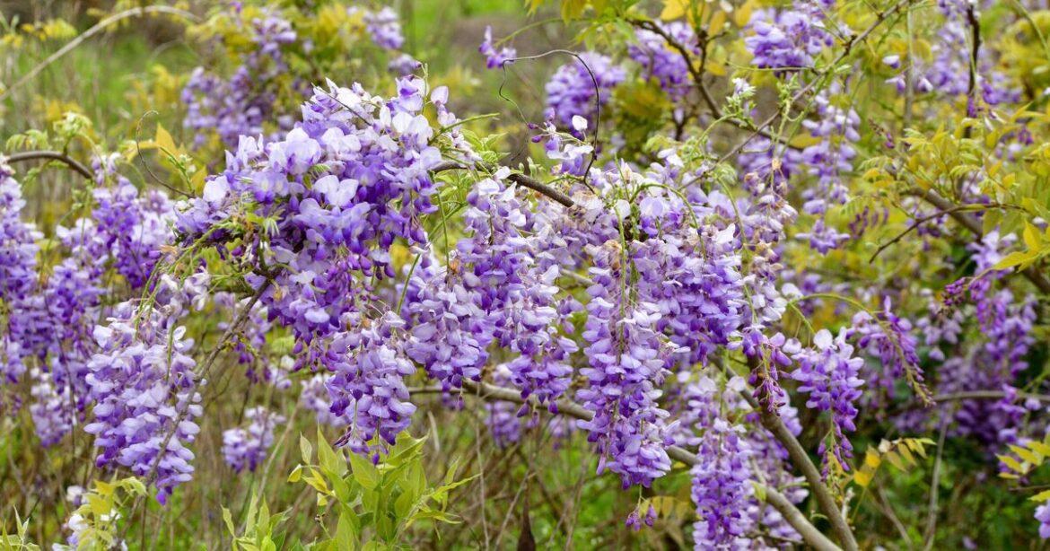 Monty Don says gardeners with wisteria should do 1 simple task in June
