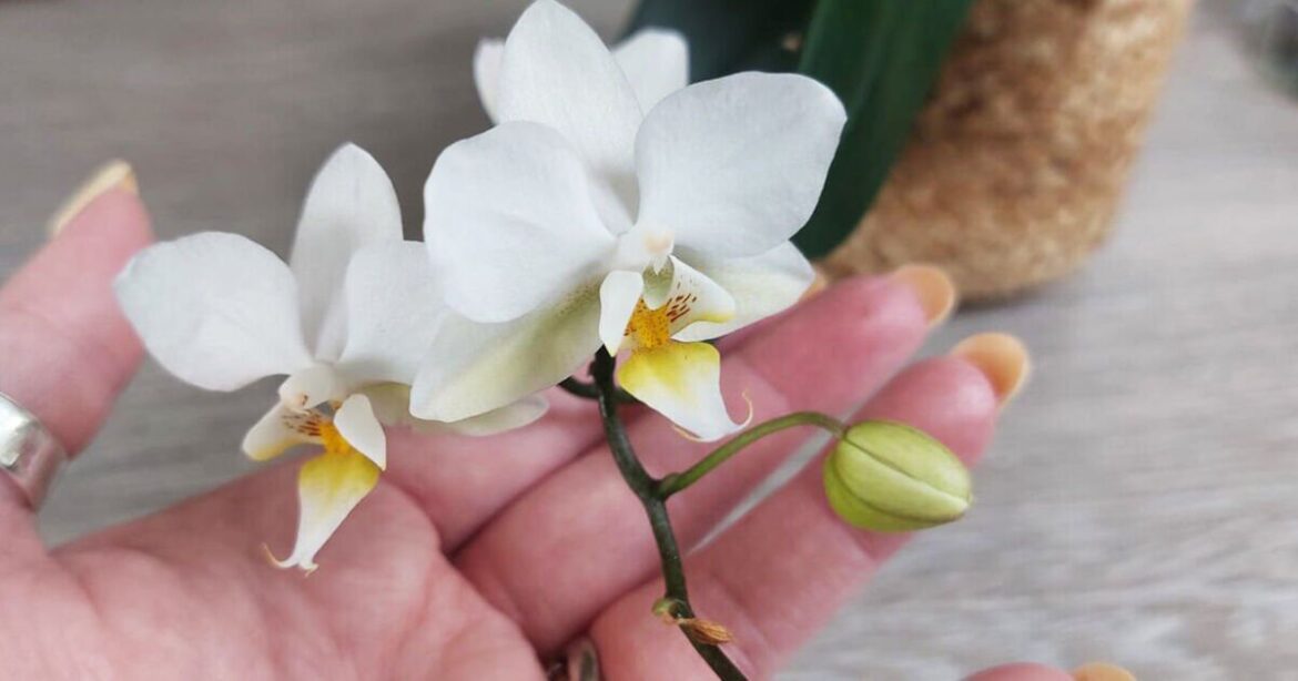 My orchid blooms three times a year — I follow 5 rules to keep it happy My orchid blooms three times a year — I follow 5 rules to keep it happy
